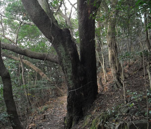 古川の大ケヤキ