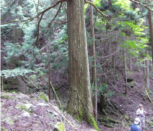 淡濃山の大椚