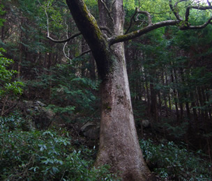 グミノ木井戸の大樫