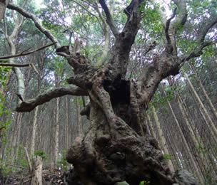 グミノ木井戸の大樫